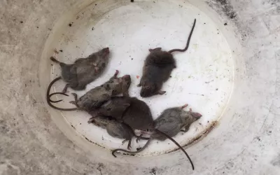 Уничтожение крыс на складе в Высоковске